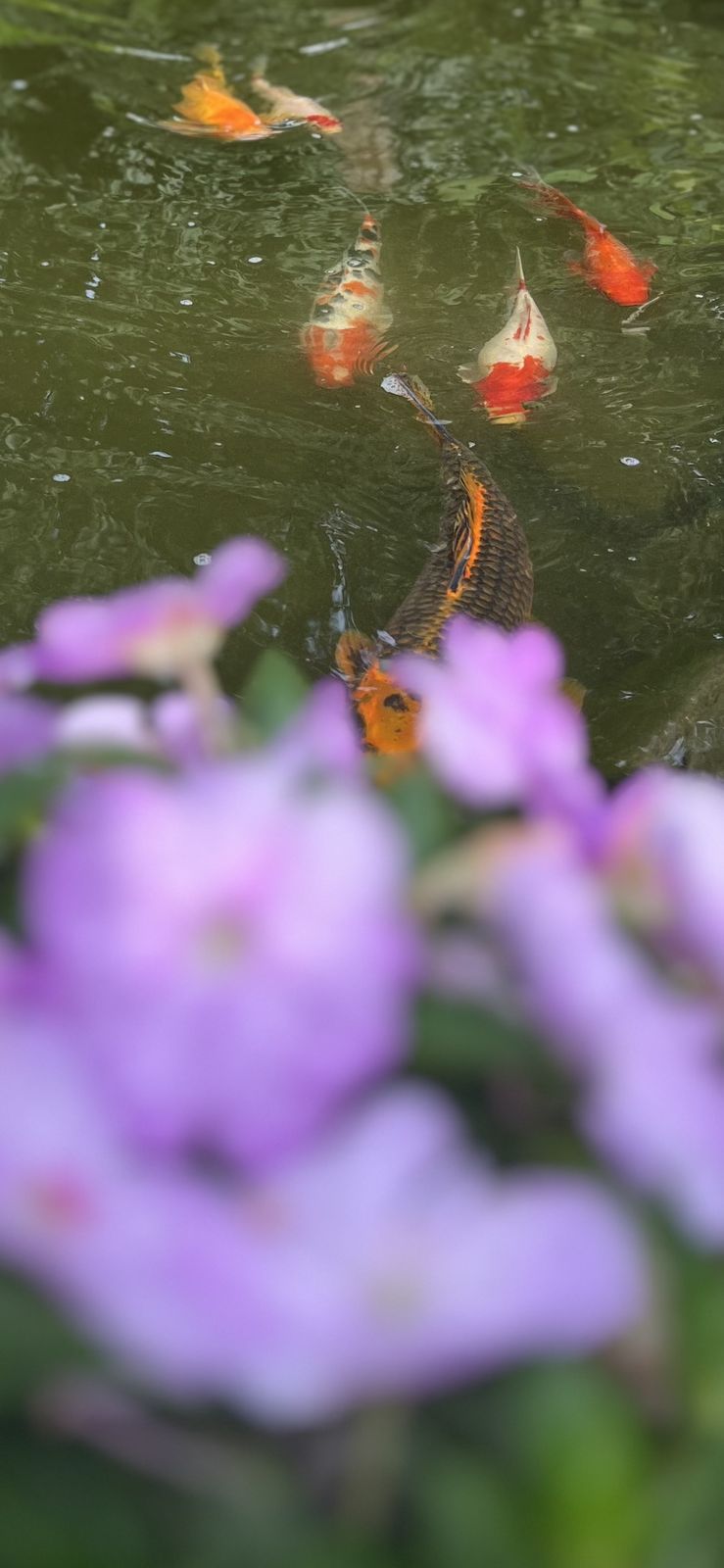 Koi swimming in a pond behind purple flowers