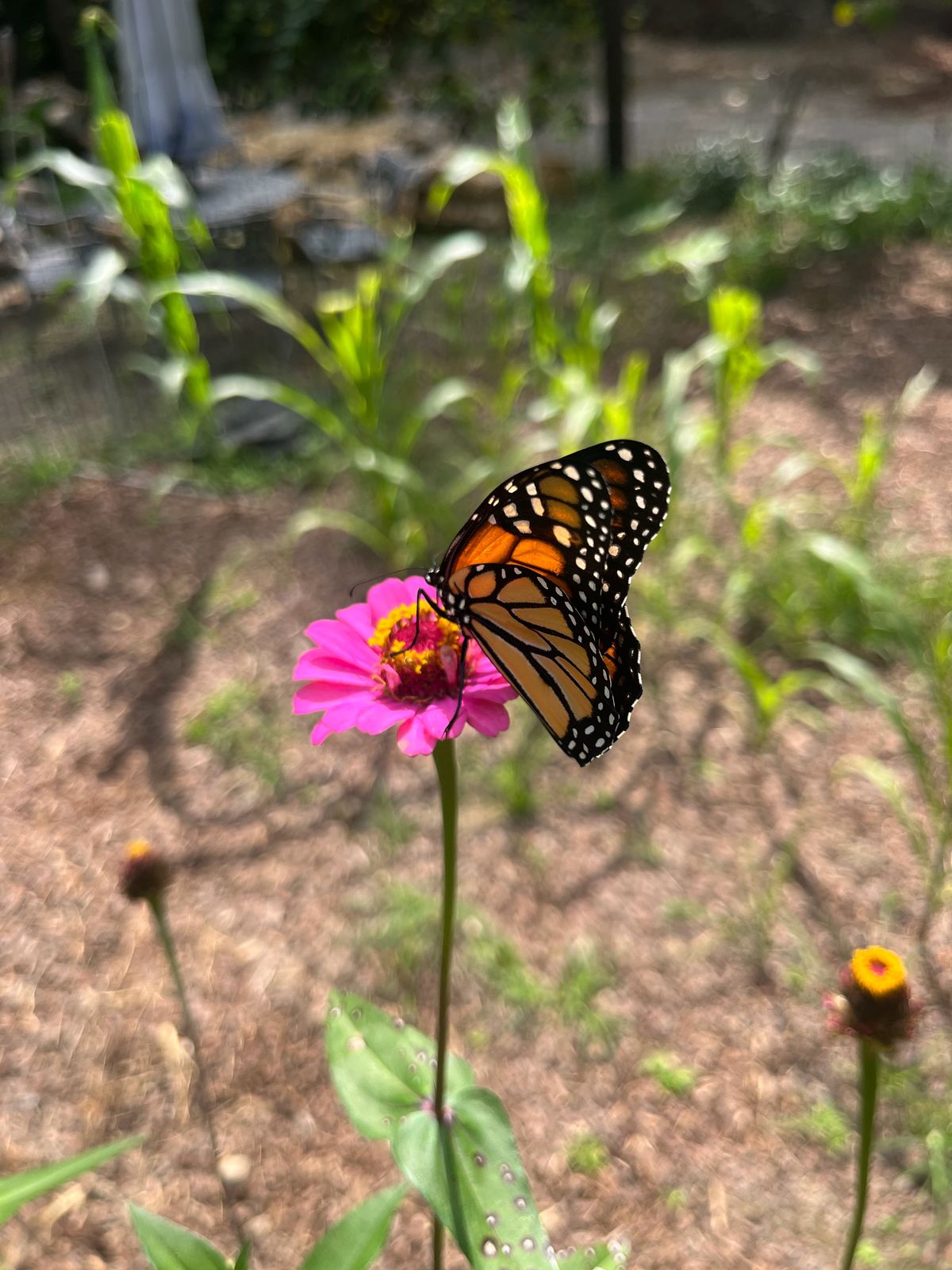 Monarch butterfly on a pink zinnia