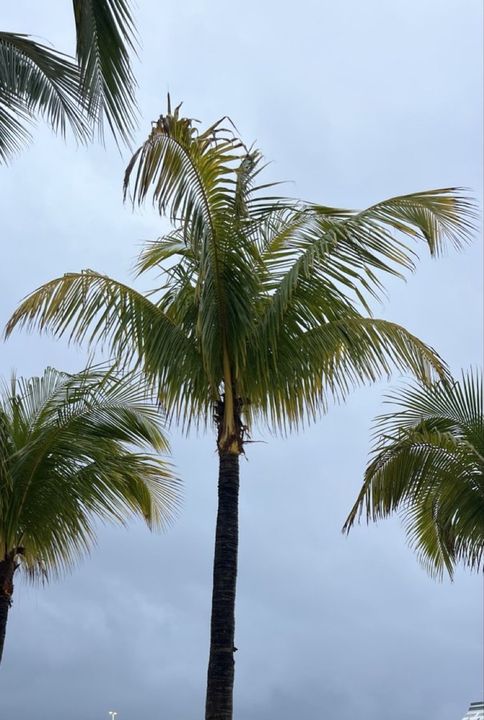 Palm trees under a stormy grey sky