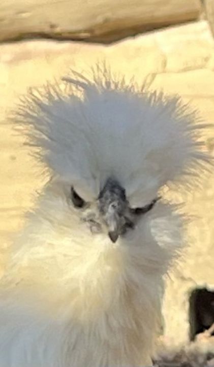 Close-up of a fluffy white Silkie chicken