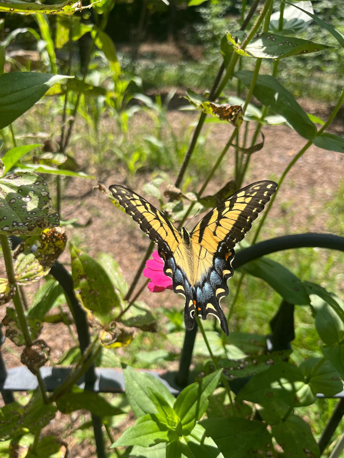 Tiger swallowtail butterfly among green plants